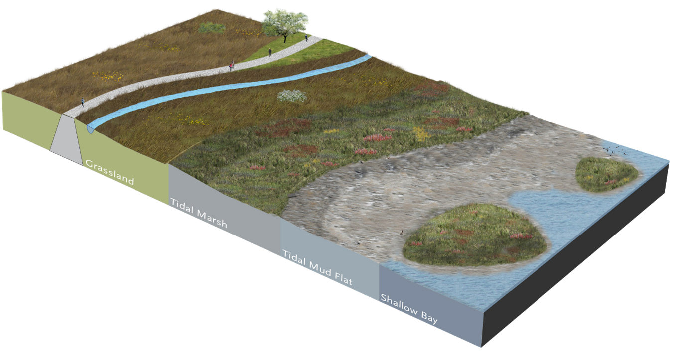Horizontal-levee-diagram-by-the-bay-institute